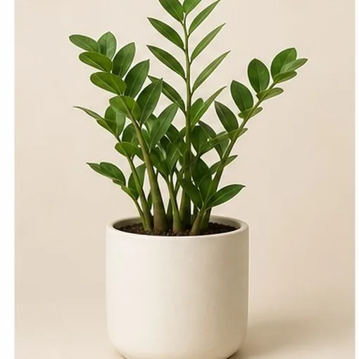 ZZ Plant — 24 cm Pot