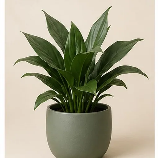 Cast Iron Plant — 17 cm Pot